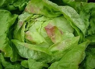 Afbeelding oogstperiode SLA, Vroege van Heverlee